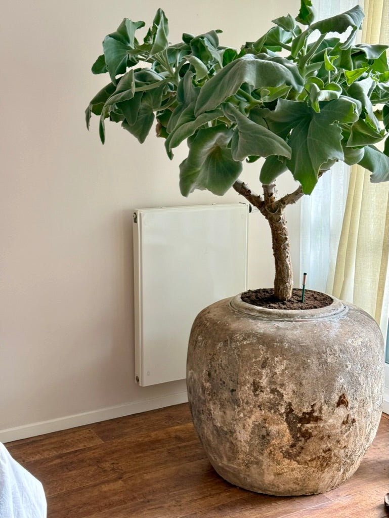 Big Indonesian Water Pot